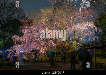 Weinender Kirschbaum in voller Blüte von Rikugien. Drehort: Metropolregion Tokio Stockfoto