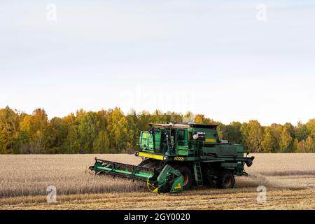 Kemerowo, Russland - 03. Oktober 2021: Mähdrescher arbeiten auf dem Feld. Konzept der Agrarindustrie. Stockfoto