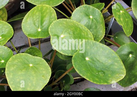 Makrofotos der Blätter auf einer geldanze. Stockfoto