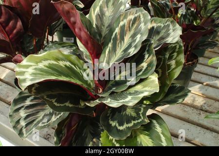 Zweifarbige Blätter auf der pfauenpflanze calathea. Stockfoto