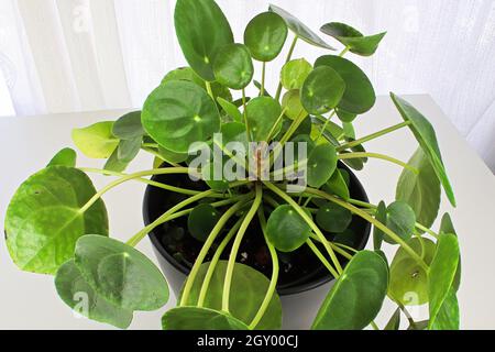 Makrofotos der Blätter auf einer geldanze. Stockfoto