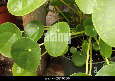 Makrofotos der Blätter auf einer geldanze. Stockfoto