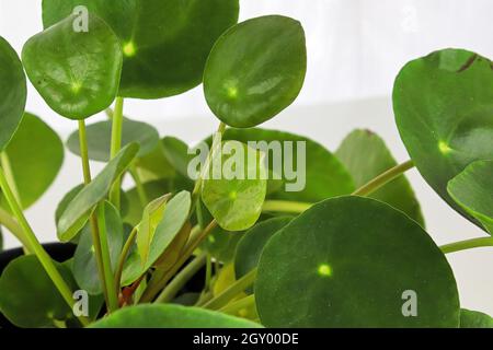 Makrofotos der Blätter auf einer geldanze. Stockfoto