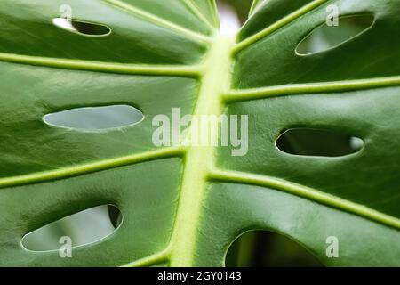 Makro der Blätter auf einer schweizer Käse-Monstera-Pflanze. Stockfoto