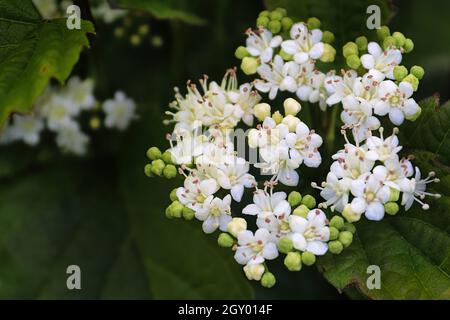 Makro von Blumen auf einem Arrowwood viburnum Strauch. Stockfoto