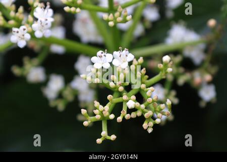 Makro von Blumen auf einem Arrowwood viburnum Strauch. Stockfoto