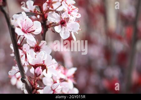 Purple Leaf Pflaume blüht im Frühling. Stockfoto