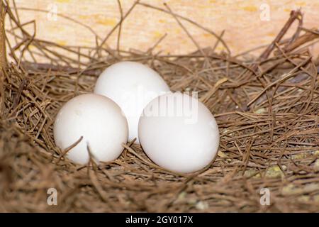 3 Eier auf einem Haufen Stroh warten in coops zu schlüpfen. Stockfoto