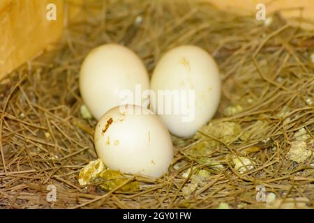 3 Eier auf einem Haufen Stroh warten in coops zu schlüpfen. Stockfoto