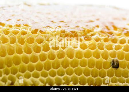 Nest von APIS FLOREA besteht ein Embryo, Erwachsener und süßes Wasser. Apis florea oder Zwerg honey bee ist eine von zwei Arten der Kleinen. Stockfoto