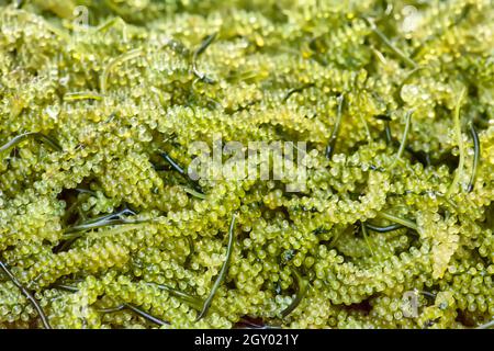 Caulerpa lentillifera ist in der Regel raw mit Essig gegessen, als Snack oder in einen Salat. Stockfoto