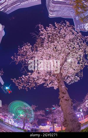 Cosmo-Uhr und Kirschblüten in der Nacht sehen (Yokohama Minato Mirai). Drehort: Präfektur kanagawa, Yokohama-Stadt Stockfoto