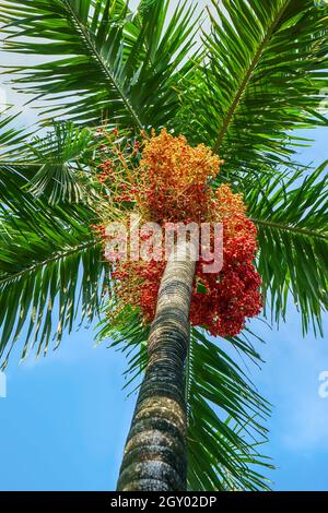 Auswirkungen von cyrtostachys Renda auf einer Natur Hintergrund. Stockfoto