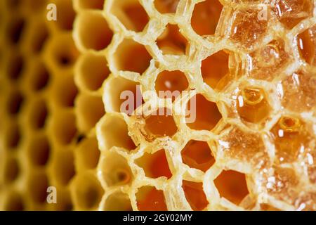 Nest von APIS FLOREA bei Frost Bedingungen bis zum Einfrieren in einigen Teilen. Stockfoto