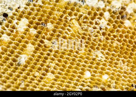 Nest von APIS FLOREA besteht ein Embryo, Erwachsener und süßes Wasser. Apis florea oder Zwerg honey bee ist eine von zwei Arten der Kleinen. Stockfoto