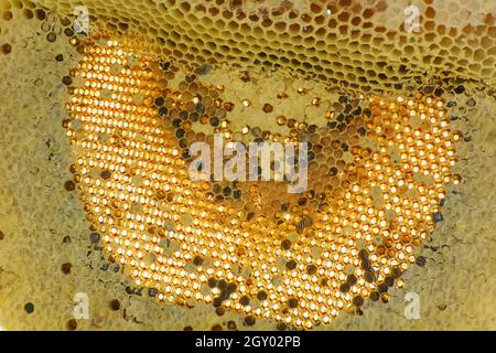 Nest von APIS FLOREA besteht ein Embryo, Erwachsener und süßes Wasser. Apis florea oder Zwerg honey bee ist eine von zwei Arten der Kleinen. Stockfoto