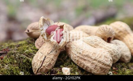 Ungeschälte ganze rohe Erdnüsse in braunen Schalen in der Muschelstruktur auf einem schönen natürlichen Hintergrund im Wald liegt in einem Haufen auf einem Baum, im Freien auf einem Stockfoto