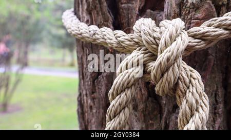 Ein braunes Seil, das sicher an einen stabilen Baumstamm geknotet ist. Nahaufnahme des Knotens. Seil um den Baumstamm. Wunderbare natürliche Umgebung. Nahaufnahme Climbi Stockfoto