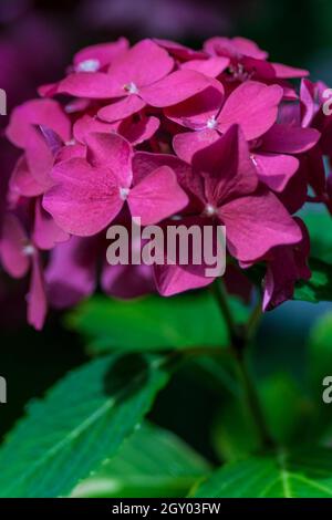 Garten Hortensie, Spitze Kappe Hortensie (Hydrangea Macrophylla), blühen Stockfoto