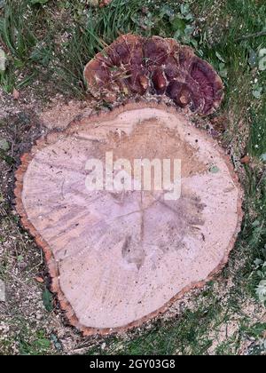 Bracketpilz (Ganoderma resinaceum), am Fuße eines Eichenstammes wachsend, der Grund, warum der Baum gefällt wurde, Deutschland Stockfoto