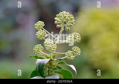 Blumen und Blten sowie deren Knospen der gemeinsamen Efeu / Hedera helix.  Efeu Pflanzen Blumen Stockfotografie - Alamy