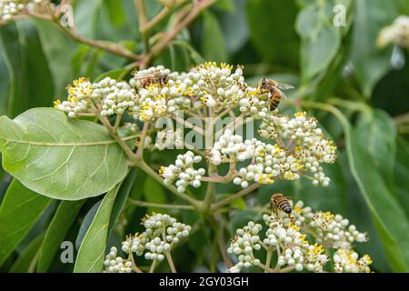 Euodia hupehensis (Euodia hupehensis, Evodia hupehensis, Tetradium daniellii, Tetradium daniellii var hupehensis), blühend, mit Bienen Stockfoto