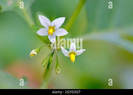 Gewöhnlicher Nachtschatten, Schwarzer Nachtschatten (Solanum nigrum), Blumen, Deutschland, Nordrhein-Westfalen Stockfoto