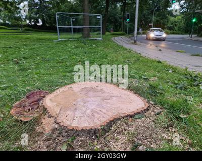 Bracketpilz (Ganoderma resinaceum), am Fuße eines Eichenstammes wachsend, der Grund, warum der Baum gefällt wurde, Deutschland Stockfoto