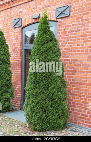 Gelbe Zeder, östliche weiße Zeder (Thuja occidentalis 'Smaragd', Thuja occidentalis Smaragd), Sorte Smaragd Stockfoto