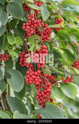 magnolienrebe, chinesische Magnolienrebe, schisandra (Schisandra chinensis 'Sadova No 1', Schisandra chinensis Sadova No 1), Früchte der Sorte Sadova No Stockfoto