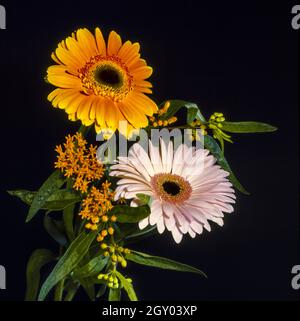 Barebeton Daisy, Gerbera, Transvaal Daisy, Gerbera Daisy (Gerbera jamesonii), leuchtend rosa und orange gerberas, zusammen mit einer Blüte Stockfoto