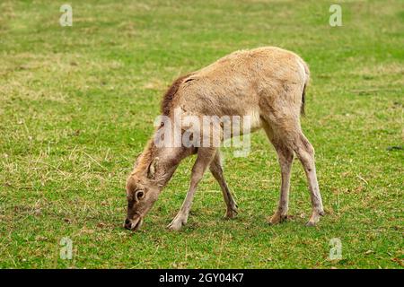 Hirsch ohne Hörner auf der Weide Stockfoto