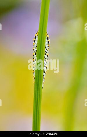 Schwalbenschwanz (Papilio machaon), Raupe hinter dem Stamm, Deutschland, Nordrhein-Westfalen Stockfoto