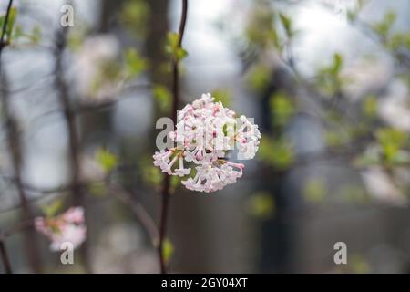 Duftender Viburnum (Viburnum farreri), blühend Stockfoto