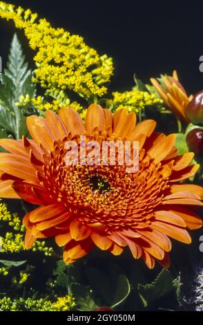 Blumenstrauß mit orangefarbener Gerbera und Goldrute Stockfoto