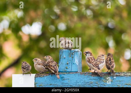 Haussperling (Passer domesticus), Gruppe auf einer blauen Holzbank, Deutschland, Mecklenburg-Vorpommern Stockfoto