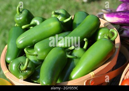 Jalapeno und Aubergine auf dem lokalen Bauernmarkt Stockfoto
