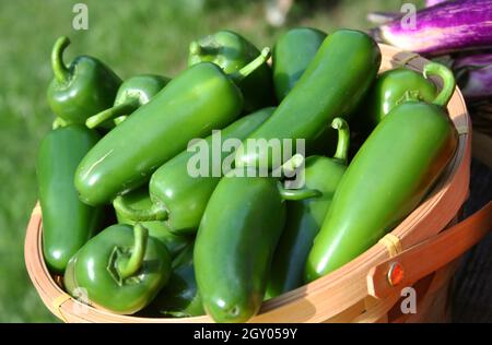 Jalapeno und Aubergine auf dem lokalen Bauernmarkt Stockfoto