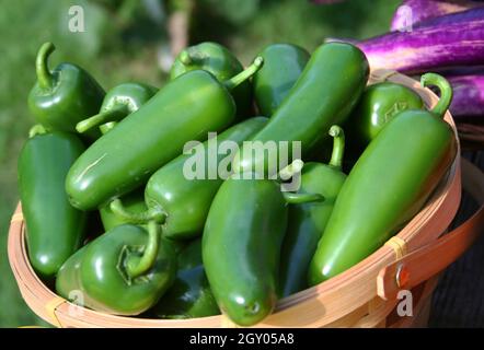 Jalapeno und Aubergine auf dem lokalen Bauernmarkt Stockfoto