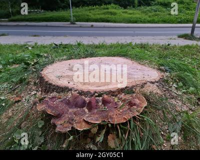 Bracketpilz (Ganoderma resinaceum), am Fuße eines Eichenstammes wachsend, der Grund, warum der Baum gefällt wurde, Deutschland Stockfoto