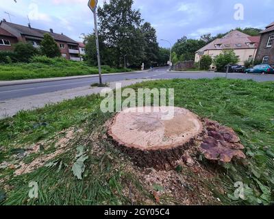 Bracketpilz (Ganoderma resinaceum), am Fuße eines Eichenstammes wachsend, der Grund, warum der Baum gefällt wurde, Deutschland Stockfoto