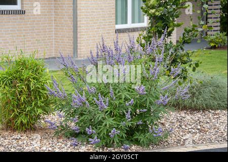 Kastiger Breitblättriger Baum, blattblättriger Vitex (Vitex agnus-castus var. latifolius, Vitex agnus-castus 'latifolius', Vitex agnus-castus latifolius), Stockfoto