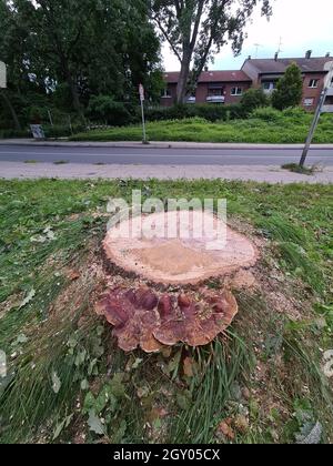 Bracketpilz (Ganoderma resinaceum), am Fuße eines Eichenstammes wachsend, der Grund, warum der Baum gefällt wurde, Deutschland Stockfoto