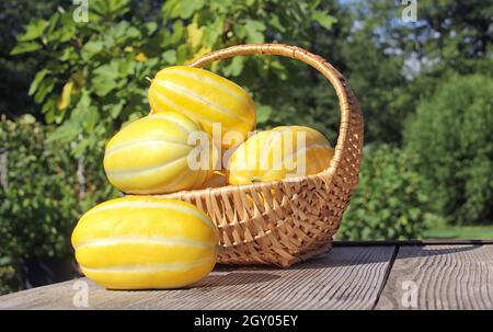 Sommer-Gemüseernte - Ginkaku koreanische Melonen - Cucumis melo var. makuwa Stockfoto