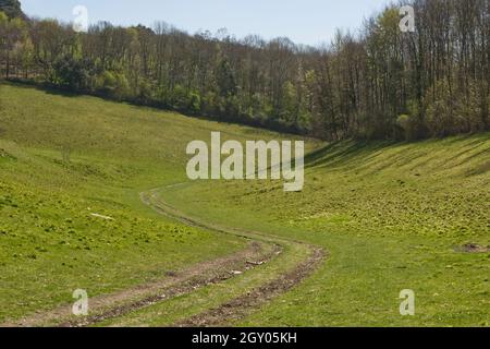 Wege in Arundel Park, West Sussex, England. Täler und Bäume. Stockfoto