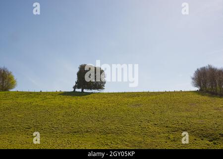 Wege in Arundel Park, West Sussex, England. Täler und Bäume. Stockfoto