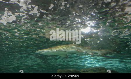 SYDNEY, AUSTRALIEN - 10. DEZ 2020: Aus der unteren Perspektive eines grauen Krankenschwesternhais in einem Aquarium Stockfoto