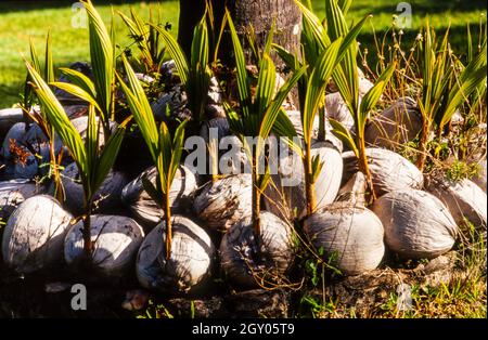 Kokospalme (Cocos nucifera), keimende Kokosnüsse, Australien, Queensland, Palm Cove Stockfoto