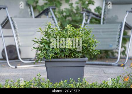 Hohe Heidelbeere, Hochbusch-Heidelbeere, Sumpf-Heidelbeere (Vaccinium corymbosum 'Tophat', Vaccinium corymbosum Tophat), Containerpflanze, Sorte Tophat Stockfoto