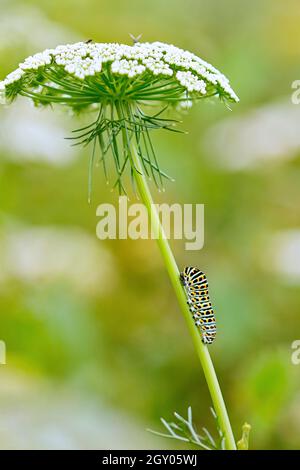 Schwalbenschwanz (Papilio machaon), Raupe auf Bisnaga, Deutschland, Nordrhein-Westfalen Stockfoto